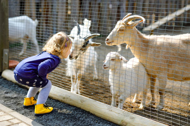 Playful Goats